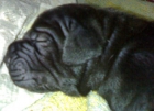 dogos alemanes excelentes cachorros - mejor precio | unprecio.es
