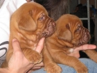 Dogos de Burdeos cachorros espectaculares - mejor precio | unprecio.es