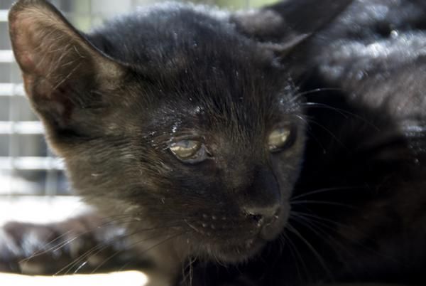 kiko y kika, dos cachorritos de gato en adopcion