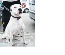 PITBULL BUSCA NOVIA PARA MONTA-GRANADA