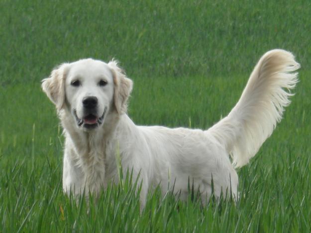 Quieres un golden??