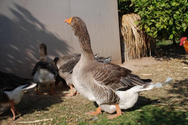 se venden ocas de Toulouse