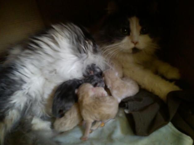 vendo gatos persas criados en casa ,se enseñan padres