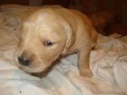 CACHOROS PRECIOSOS DE GOLDEN - mejor precio | unprecio.es