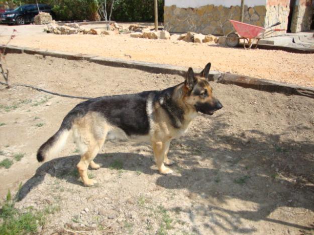 CACHORROS DE PASTOR ALEMAN