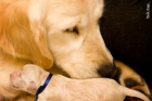 Cachorros Golden Retriever Disponibles - mejor precio | unprecio.es
