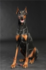 DOBERMAN MONTAS - mejor precio | unprecio.es