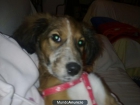 regalo cachorro - mejor precio | unprecio.es