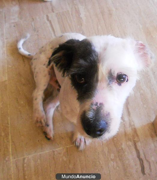 se regala perro enseñado en todo,precioso gracioso y defiende la casa