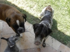 Boxer macho para cruzar con boxer de raza - mejor precio | unprecio.es
