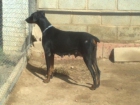 Cachorros Doberman - mejor precio | unprecio.es