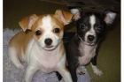 Daisy Chihuahua, una chica muy hermosa - mejor precio | unprecio.es