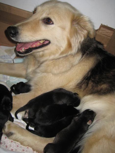 Regalo cachorritos de cruce de pastor aleman