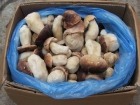 vendo boletus edulis, rebozuelo, setas del bosque - mejor precio | unprecio.es