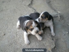 VENDO CACHORROS DE BEAGLE TRICOLOR - mejor precio | unprecio.es