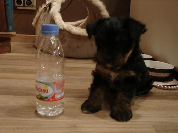 yorky hembra
