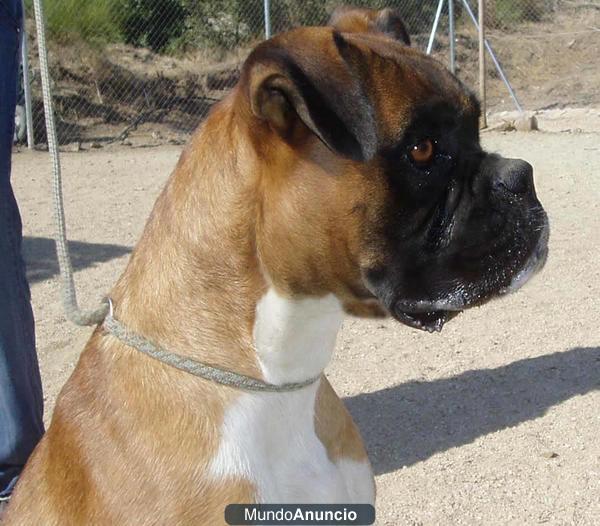REGALO BOXER DE 2 AÑOS POR NO PODER ATENDER.