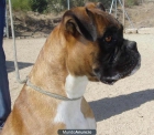 REGALO BOXER DE 2 AÑOS POR NO PODER ATENDER. - mejor precio | unprecio.es