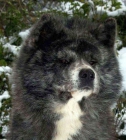 Akita inu Japones - mejor precio | unprecio.es