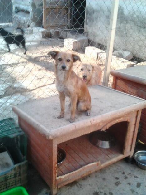 angel en adopcion