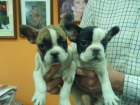bulldog frances - mejor precio | unprecio.es