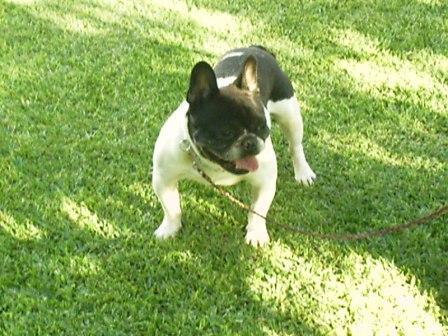 bulldog frances de calidad 450E