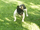 bulldog frances de calidad 450E - mejor precio | unprecio.es