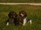 CACHORROS DE BEAGLE 450 - mejor precio | unprecio.es