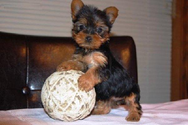 CACHORROS DE YORKSHIRE TERRIER, MINI TOY