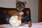 CACHORROS DE YORKSHIRE TERRIER, MINI TOY - mejor precio | unprecio.es