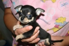 Chihuahua cachorros para la adopción - mejor precio | unprecio.es