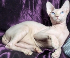 gato sphynx esfinge para montas ( valencia) - mejor precio | unprecio.es