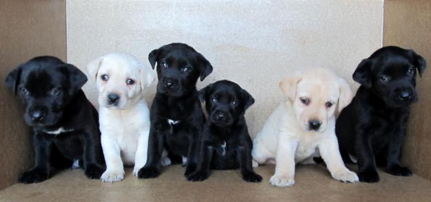 Labradores dorados y negros