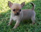 Perrito de Chihuahua - mejor precio | unprecio.es