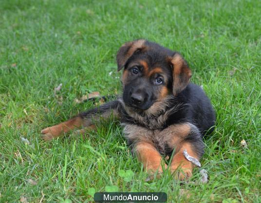 Precioso cachorro macho pastor aleman