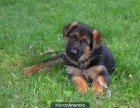 Precioso cachorro macho pastor aleman - mejor precio | unprecio.es