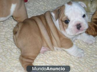 Regalo Muy lindo macho y hembra cachorros de bulldog inglés