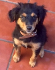URGE, CACHORRO - mejor precio | unprecio.es