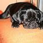 Vendo cachorros de Pit bull(40 dolares) - mejor precio | unprecio.es