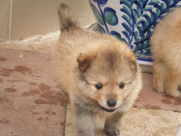 ¡¡¡OFERTÓN!!! Camada de Lulú de Pomerania - Spitz Alemán. Cada uno a 350 euros!!