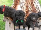 cachorros de caniche toy: champagney tambien en color negro - mejor precio | unprecio.es
