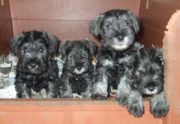 Cachorros de schnauzer miniatura sal y pimienta