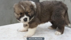 CACHORROS PASTO DEL CAUCASO - mejor precio | unprecio.es