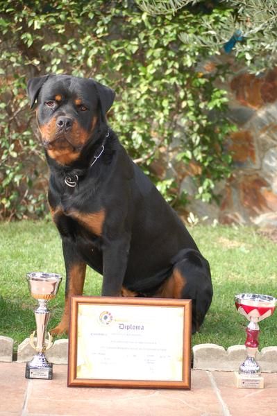 Criadero de rottweilers,cachorros de rottweilers