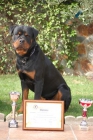 Criadero de rottweilers,cachorros de rottweilers - mejor precio | unprecio.es