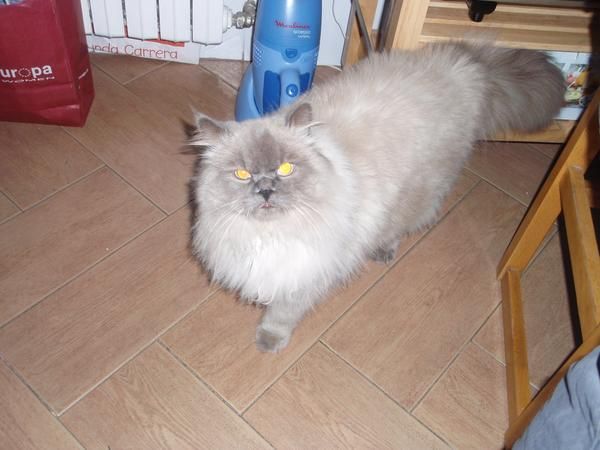 Gato desaparecido Zaragoza