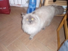 Gato desaparecido Zaragoza - mejor precio | unprecio.es