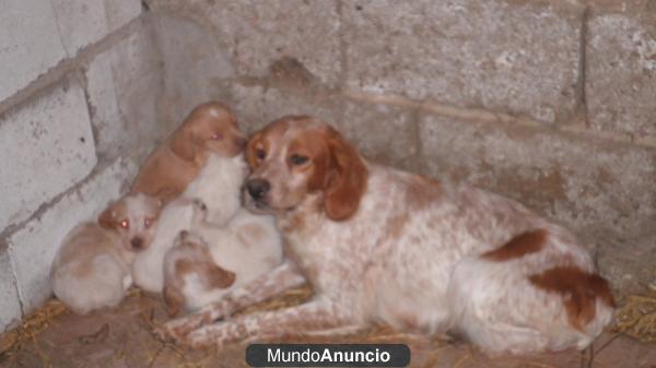 Perros .Hispsno -B retones