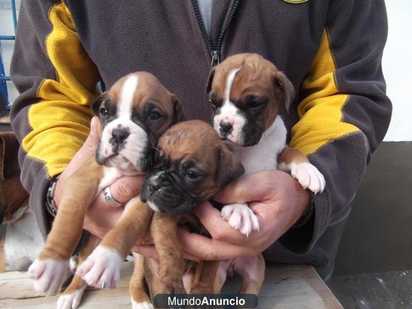 se vende camada de boxer, pura raza