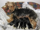 Vendo camada Yorshire Terrier, Ontinyent - mejor precio | unprecio.es